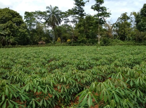 Perkebunan ubi